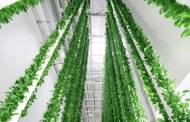 Plenty opens “world’s most technologically advanced” indoor vertical farm