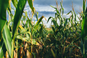 USDA finds Bayer’s genetically modified corn safe to grow