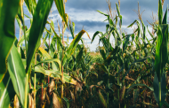 USDA finds Bayer's genetically modified corn safe to grow