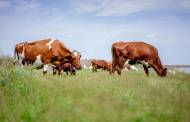 USDA to improve accuracy of antibiotic-free meat labelling