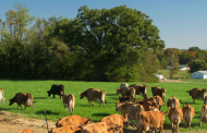 Dairy Farmers of America withdraws from IDFA