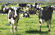 Emmi to sell German organic dairy division Gläserne Molkerei