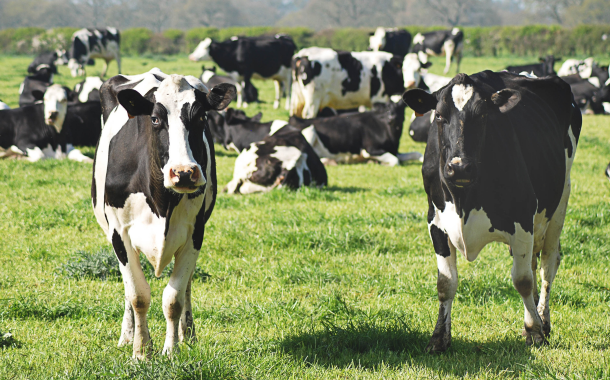 Ireland considers "culling" 200,000 dairy cows