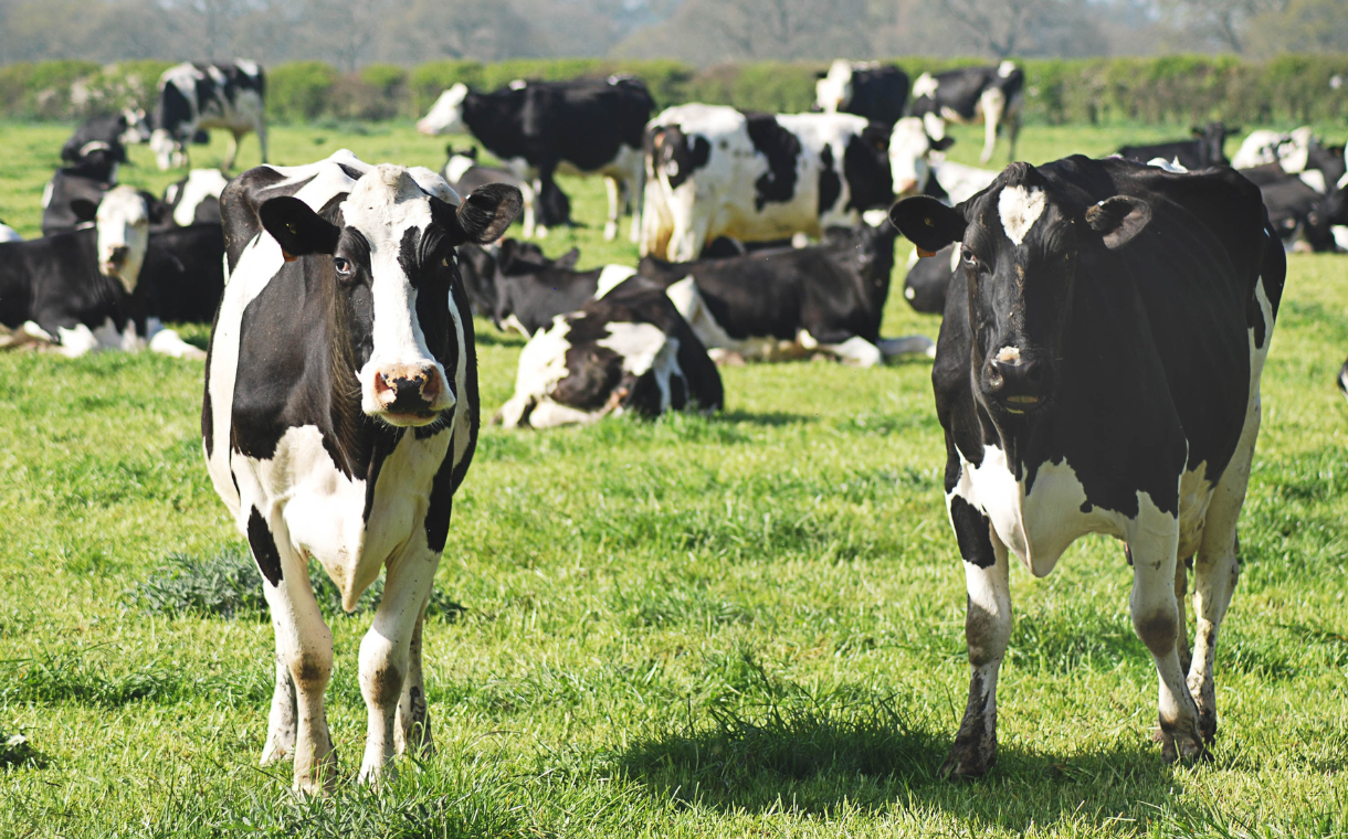 Emmi to sell German organic dairy division Gläserne Molkerei