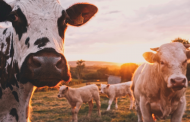 Cargill launches cattle methane emissions reduction methodology