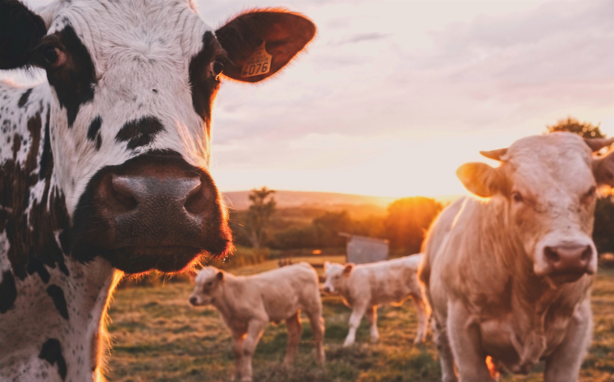 Cargill launches cattle methane emissions reduction methodology