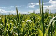 Grupo Modelo, Millfoods to partner on $300m corn plant