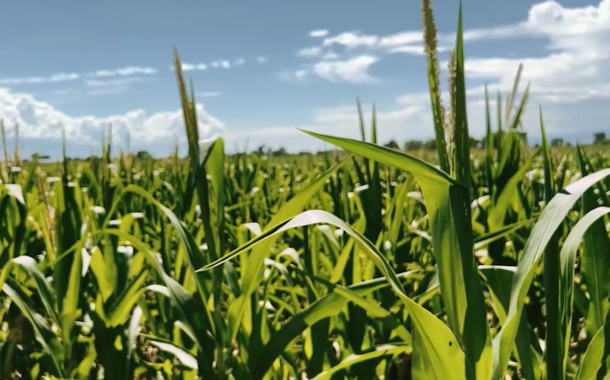 Grupo Modelo, Millfoods to partner on $300m corn plant