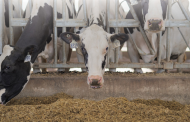 Neogen launches data management tool for dairy producers