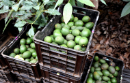 Westfalia Fruit announces packhouse expansion plans in Mozambique