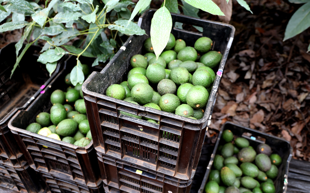 Westfalia Fruit announces packhouse expansion plans in Mozambique