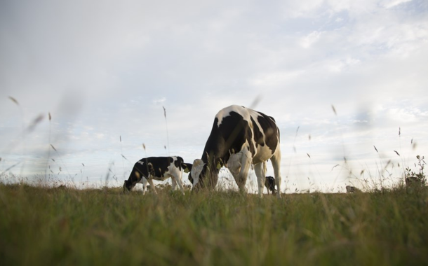 Arla collaborates with retail and foodservice on dairy farm sustainability