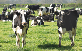 Mars launches multi-million dollar sustainable dairy plan 'Moo'ving Dairy Forward'