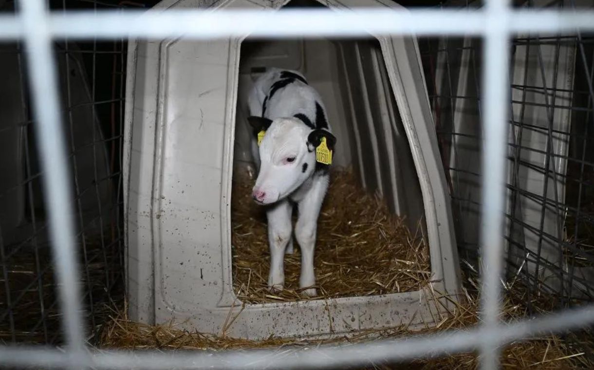 Investigation reports series of animal abuses at UK dairy farm