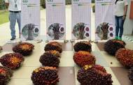 Musim Mas reveals new palm oil seed with increased yield