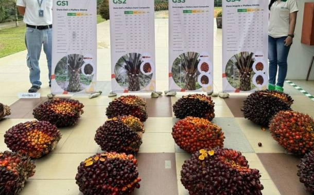 Musim Mas reveals new palm oil seed with increased yield