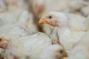 USAID-funded project to support antimicrobial use principles in poultry farming