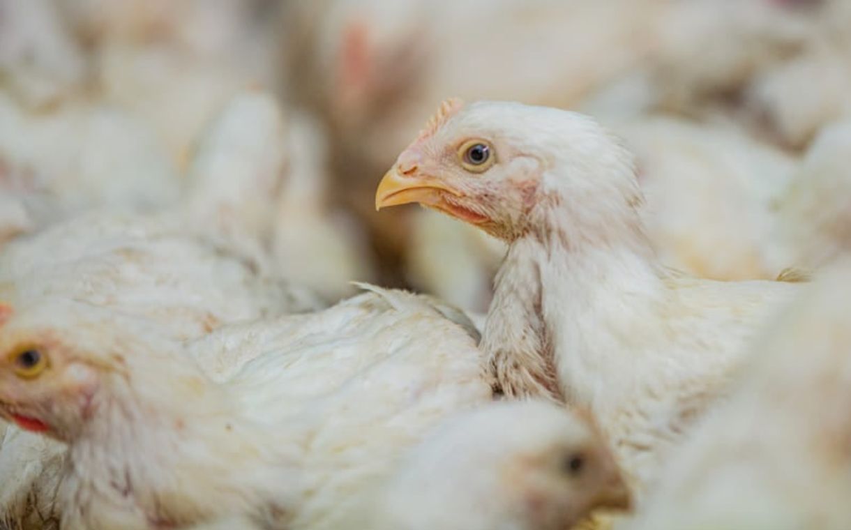 USAID-funded project to support antimicrobial use principles in poultry farming