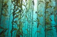 IFF partners with Bellona to restore Norway’s seaweed forests