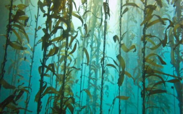 IFF partners with Bellona to restore Norway’s seaweed forests