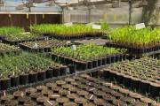 BioConsortia advances nitrogen-fixing products