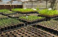 BioConsortia advances nitrogen-fixing products