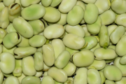 Protein Industries Canada invests CAD 13.2m in fava bean research