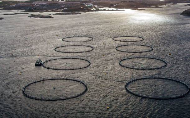 High Liner Foods invests $5m in sustainable aquaculture firm Norcod