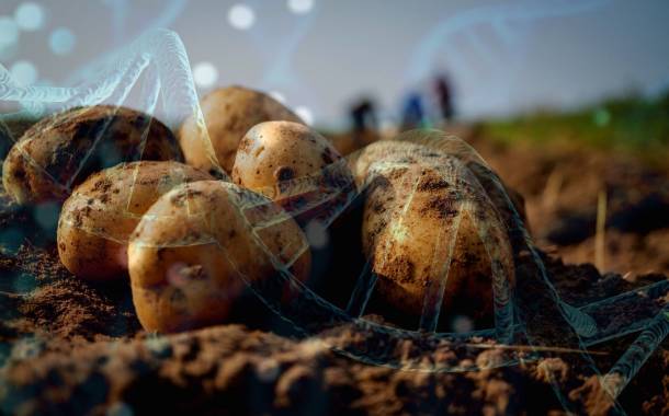 UKRI introduces potato gene editing project