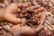 Research: Cocoa beans exported from Côte d’Ivoire linked to deforestation in Liberia
