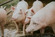 Lidl invests £500m to bolster British pork sector