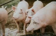 Lidl invests £500m to bolster British pork sector