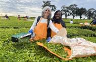 Lipton offloads tea estates in Kenya, Rwanda and Tanzania to Browns