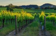 Brown-Forman completes sale of Sonoma-Cutrer Vineyards